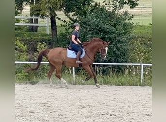 Oldenburger Springpferd, Wallach, 19 Jahre, 175 cm, Fuchs