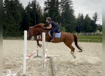 Oldenburger Springpferd, Wallach, 19 Jahre, 175 cm, Fuchs