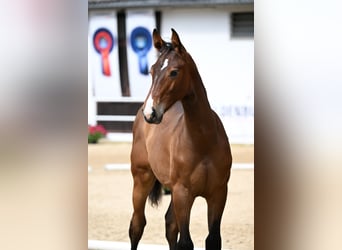 Oldenburger Springpferd, Wallach, 1 Jahr, 170 cm, Brauner