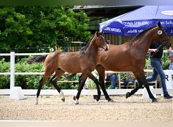 Oldenburger Springpferd, Wallach, 1 Jahr, 170 cm, Brauner