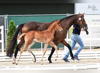 Oldenburger Springpferd, Wallach, 1 Jahr, 170 cm, Fuchs