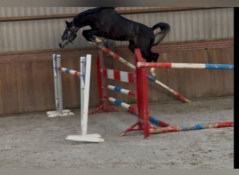 Oldenburger Springpferd, Wallach, 2 Jahre, 158 cm, Schimmel