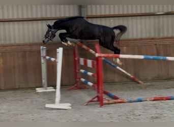 Oldenburger Springpferd, Wallach, 2 Jahre, 158 cm, Schimmel
