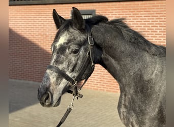 Oldenburger Springpferd, Wallach, 2 Jahre, 158 cm, Schimmel