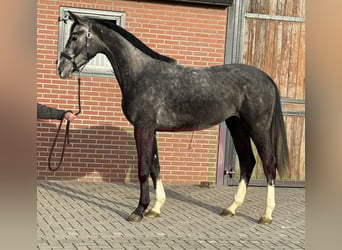 Oldenburger Springpferd, Wallach, 2 Jahre, 170 cm, Schimmel