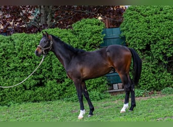 Oldenburger Springpferd, Wallach, 2 Jahre, 170 cm, Schwarzbrauner