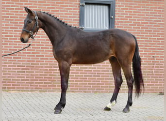 Oldenburger Springpferd, Wallach, 3 Jahre, 160 cm, Dunkelbrauner