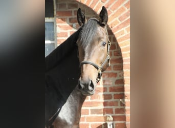 Oldenburger Springpferd, Wallach, 3 Jahre, 162 cm, Dunkelbrauner