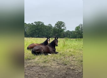 Oldenburger Springpferd, Wallach, 3 Jahre, 162 cm, Schwarzbrauner