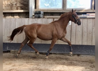 Oldenburger Springpferd, Wallach, 3 Jahre, 163 cm, Fuchs