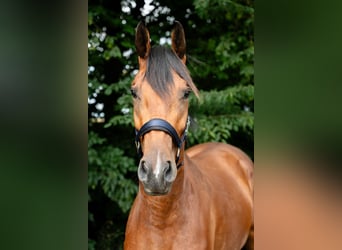 Oldenburger Springpferd, Wallach, 3 Jahre, 165 cm, Brauner