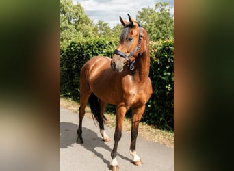 Oldenburger Springpferd, Wallach, 3 Jahre, 165 cm, Brauner