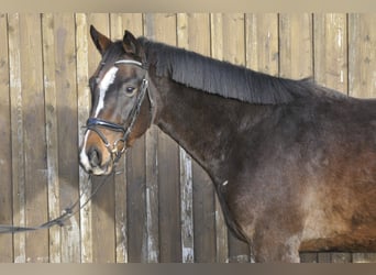 Oldenburger Springpferd, Wallach, 3 Jahre, 165 cm, Brauner