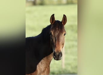 Oldenburger Springpferd, Wallach, 3 Jahre, 165 cm, Dunkelbrauner