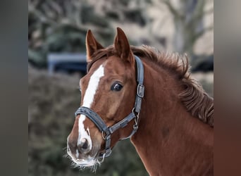 Oldenburger Springpferd, Wallach, 3 Jahre, 165 cm, Fuchs