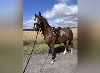Oldenburger Springpferd, Wallach, 3 Jahre, 165 cm, Fuchs