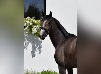 Oldenburger Springpferd, Wallach, 3 Jahre, 166 cm, Kann Schimmel werden