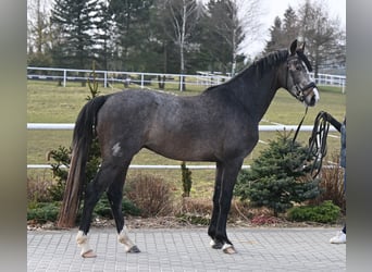 Oldenburger Springpferd, Wallach, 3 Jahre, 166 cm, Kann Schimmel werden