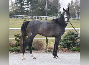 Oldenburger Springpferd, Wallach, 3 Jahre, 166 cm, Kann Schimmel werden