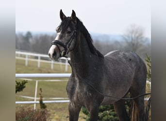 Oldenburger Springpferd, Wallach, 3 Jahre, 166 cm, Kann Schimmel werden