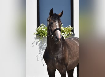 Oldenburger Springpferd, Wallach, 3 Jahre, 166 cm, Kann Schimmel werden