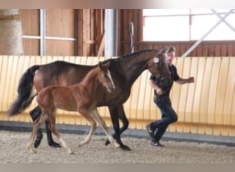Oldenburger Springpferd, Wallach, 3 Jahre, 167 cm, Brauner