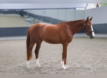Oldenburger Springpferd, Wallach, 3 Jahre, 167 cm, Fuchs