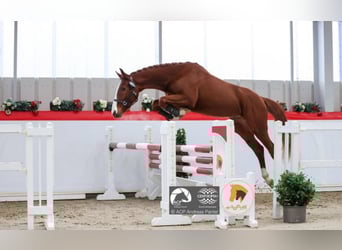 Oldenburger Springpferd, Wallach, 3 Jahre, 167 cm, Fuchs