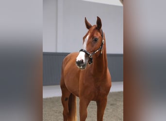 Oldenburger Springpferd, Wallach, 3 Jahre, 167 cm, Fuchs