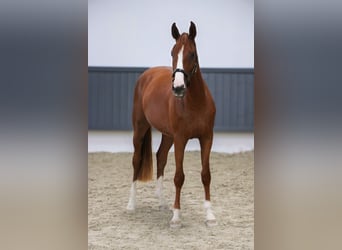 Oldenburger Springpferd, Wallach, 3 Jahre, 167 cm, Fuchs