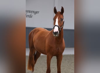 Oldenburger Springpferd, Wallach, 3 Jahre, 167 cm, Fuchs