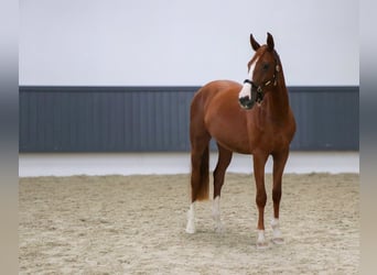 Oldenburger Springpferd, Wallach, 3 Jahre, 167 cm, Fuchs