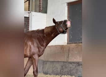 Oldenburger Springpferd, Wallach, 3 Jahre, 167 cm, Fuchs