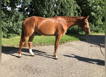 Oldenburger Springpferd, Wallach, 3 Jahre, 167 cm, Fuchs
