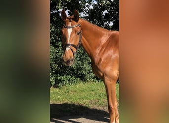 Oldenburger Springpferd, Wallach, 3 Jahre, 167 cm, Fuchs