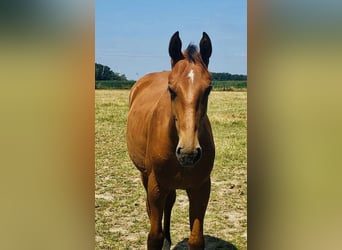 Oldenburger Springpferd, Wallach, 3 Jahre, 167 cm, Hellbrauner