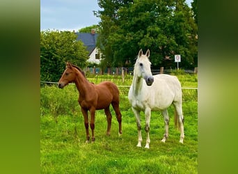 Oldenburger Springpferd, Wallach, 3 Jahre, 167 cm, Hellbrauner