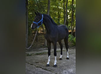 Oldenburger Springpferd, Wallach, 3 Jahre, 168 cm, Dunkelbrauner
