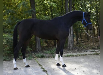 Oldenburger Springpferd, Wallach, 3 Jahre, 168 cm, Dunkelbrauner