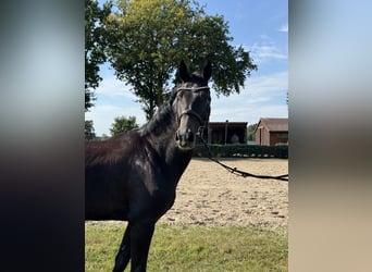 Oldenburger Springpferd, Wallach, 3 Jahre, 168 cm, Rappschimmel
