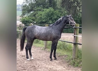 Oldenburger Springpferd, Wallach, 3 Jahre, 168 cm, Rappschimmel