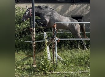 Oldenburger Springpferd, Wallach, 3 Jahre, 168 cm, Rappschimmel