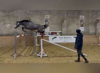 Oldenburger Springpferd, Wallach, 3 Jahre, 168 cm, Schimmel