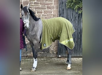 Oldenburger Springpferd, Wallach, 3 Jahre, 168 cm, Schimmel