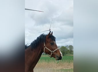 Oldenburger Springpferd, Wallach, 3 Jahre, 169 cm, Brauner
