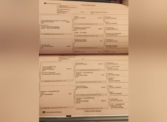 Oldenburger Springpferd, Wallach, 3 Jahre, 169 cm, Brauner