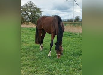Oldenburger Springpferd, Wallach, 3 Jahre, 169 cm, Brauner