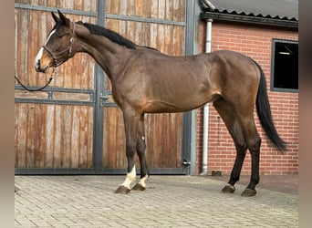 Oldenburger Springpferd, Wallach, 3 Jahre, 170 cm