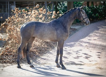 Oldenburger Springpferd, Wallach, 3 Jahre, 172 cm, Schimmel