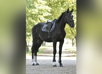 Oldenburger Springpferd, Wallach, 3 Jahre, 174 cm, Schwarzbrauner